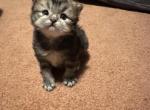 Gaston From Q'Bella - British Shorthair Kitten For Sale - 