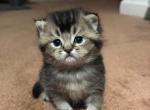 Goliath From Q'Bella - British Shorthair Kitten For Sale - 