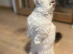 Kiki - Munchkin Kitten For Sale - Kernersville&comma; NC&comma; US