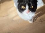 Azizi - Scottish Fold Kitten For Sale - Kernersville&comma; NC&comma; US