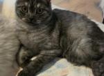 Sammy - Scottish Fold Kitten For Sale - Kernersville&comma; NC&comma; US