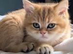 Honey litter - British Shorthair Kitten For Sale - Spencer&comma; IN&comma; US