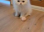 Ms Squish - Scottish Fold Kitten For Sale - Kernersville&comma; NC&comma; US