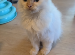 Biscuit - Scottish Straight Kitten For Sale - Kernersville&comma; NC&comma; US