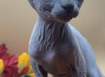 Sterling - Sphynx Kitten For Sale - 
