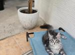 Maine Coon Boy - Maine Coon Kitten For Sale - FL&comma; US