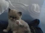 Fluff you up gang - Persian Kitten For Sale - Ontario&comma; CA&comma; US