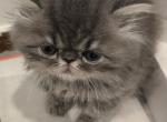 Sugar Bear - Persian Kitten For Sale - NJ&comma; US