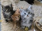 Adorable Maine Coon kittens - Maine Coon Kitten For Sale - FL&comma; US