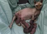 Jelly Bean's Litter - Sphynx Kitten For Sale - Glendale&comma; AZ&comma; US