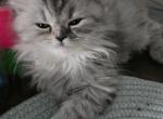 Paisley - Persian Kitten For Sale - NJ&comma; US