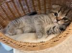 Adorable Scottish Fold Kittens for Adoption - Scottish Fold Kitten For Sale - Los Angeles&comma; CA&comma; US