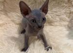Jane - Sphynx Kitten For Sale - 