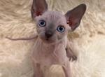 Marie - Sphynx Kitten For Sale - Orlando&comma; FL&comma; US