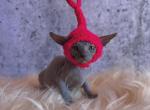 Jade - Sphynx Kitten For Sale - Orlando&comma; FL&comma; US