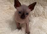 Sasha - Sphynx Kitten For Sale - Orlando&comma; FL&comma; US