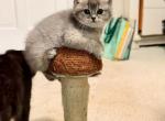 Dolly - British Shorthair Kitten For Sale - Grand Rapids&comma; MI&comma; US