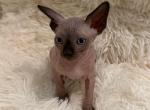 Suzy - Sphynx Kitten For Sale - Orlando&comma; FL&comma; US