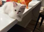 Mr white - Ragdoll Kitten For Sale - San Diego&comma; CA&comma; US