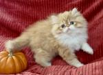 Eddie - Persian Kitten For Sale - Delta&comma; PA&comma; US