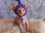 Luca - Sphynx Kitten For Sale - Orlando&comma; FL&comma; US