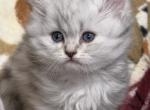 Silver lion - British Shorthair Kitten For Sale - 