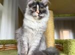 Lorena - Maine Coon Kitten For Sale - Miami&comma; FL&comma; US