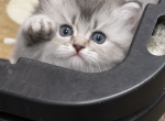 Gray Lion - British Shorthair Kitten For Sale - 