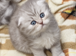 Fold  lion - Scottish Fold Kitten For Sale - Fairview&comma; NJ&comma; US