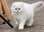 Sweetie - Scottish Fold Kitten For Sale - 
