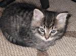 Kittens - Domestic Kitten For Sale - Arlington&comma; WA&comma; US
