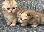 Striped Scottish fold kittens - Scottish Fold Kitten For Sale - 