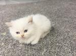 Ragdoll litter 1 - Ragdoll Kitten For Sale - Dearborn&comma; MI&comma; US