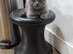 Mason - Scottish Fold Kitten For Sale - 