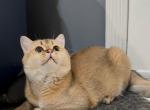 Baikal - Scottish Straight Cat For Sale - New York&comma; NY&comma; US