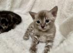 Snow Charcoal Mikuni - Bengal Kitten For Sale - 