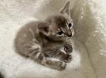 Snow Charcoal Female Mikuni Litter - Bengal Kitten For Sale - Rocklin&comma; CA&comma; US