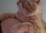 Tapioca - Exotic Cat For Sale - Canton&comma; OH&comma; US