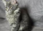 TICA blue silver tabby male - Maine Coon Kitten For Sale - Statesville&comma; NC&comma; US