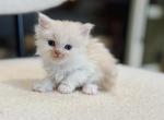 Cream bicolor Highland Straight boy - Scottish Straight Kitten For Sale - City Of Spokane Valley&comma; WA&comma; US