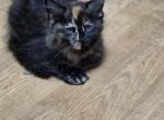 Female main coon kittens - Maine Coon Kitten For Sale - Easton&comma; PA&comma; US