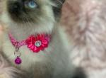 Seal point - Ragdoll Kitten For Sale - 