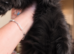 Baron  Black solid boy - Maine Coon Kitten For Sale - Grant Valkaria&comma; FL&comma; US