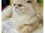 Indy - Persian Cat For Sale - Fleming Island&comma; FL&comma; US