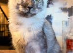Gorgeous Zeus - Maine Coon Kitten For Sale - Grant Valkaria&comma; FL&comma; US