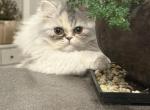 Misty - Persian Cat For Sale - Fleming Island&comma; FL&comma; US