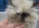CFA Registered Seal Point Female - Persian Kitten For Sale - 