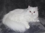 Luna - Persian Cat For Sale/Retired Breeding - Stanton&comma; MO&comma; US