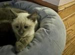 Mocha - Siamese Kitten For Sale - Catasauqua&comma; PA&comma; US