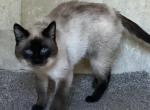 Eddie - Siamese Cat For Sale - Tower City&comma; PA&comma; US